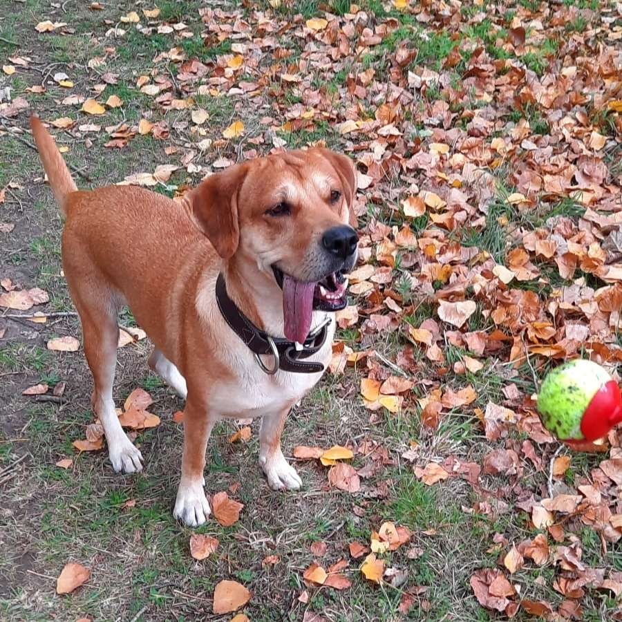 Hundetreffen-Hundetreffen mit Rüde oder/und Hündin-Profilbild