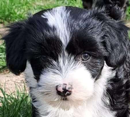 Hundetreffen-Gassi gehn nach Absprache-Profilbild