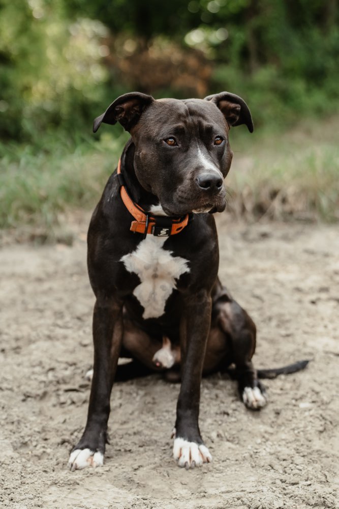 Hundetreffen-Gemeinsamer Spaziergang/Training-Profilbild