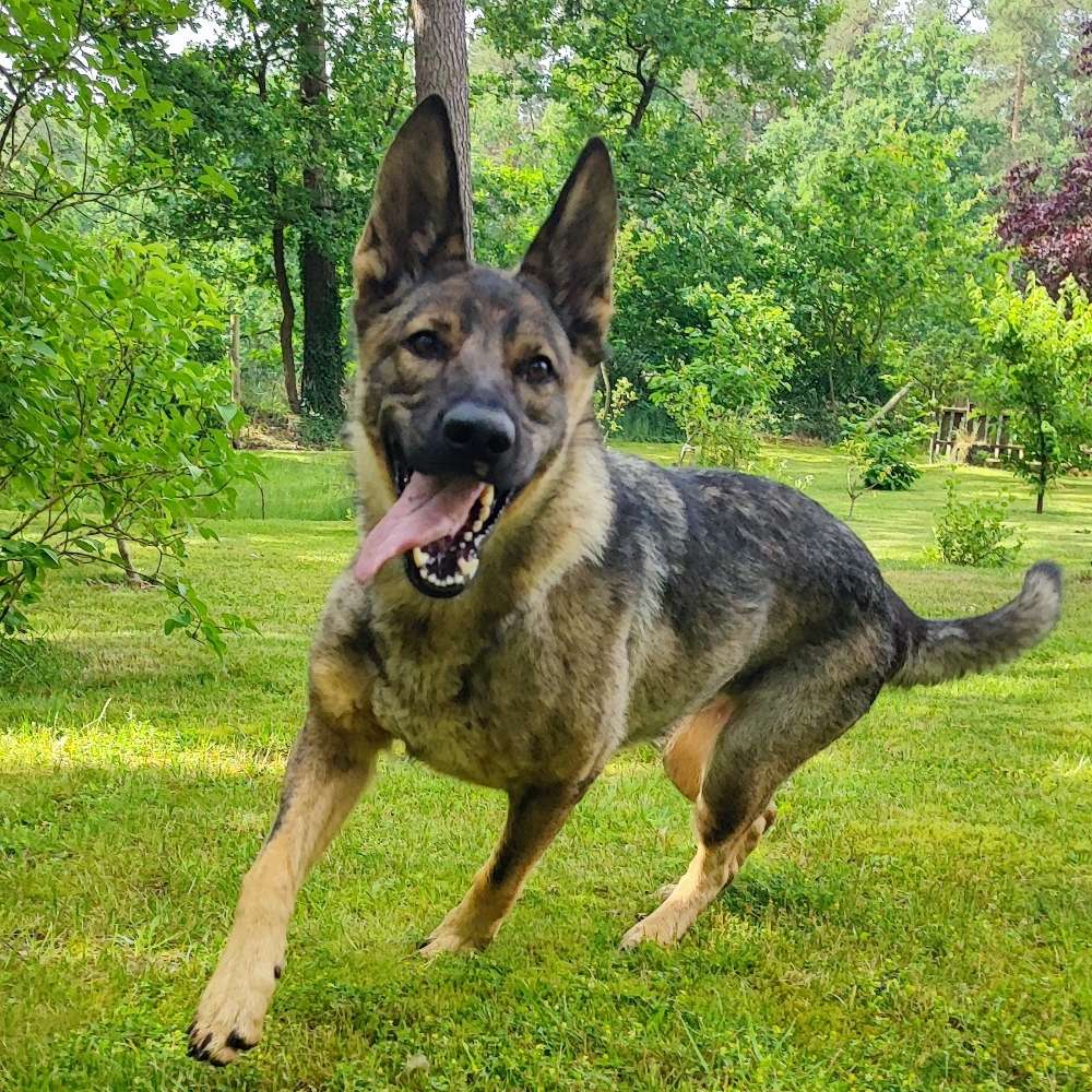 Hundetreffen-Hunderunde 🐕‍🦺-Profilbild