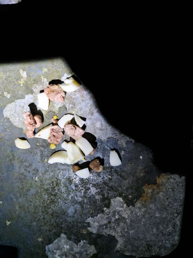 Giftköder-Vermutlich Giftköder-Profilbild