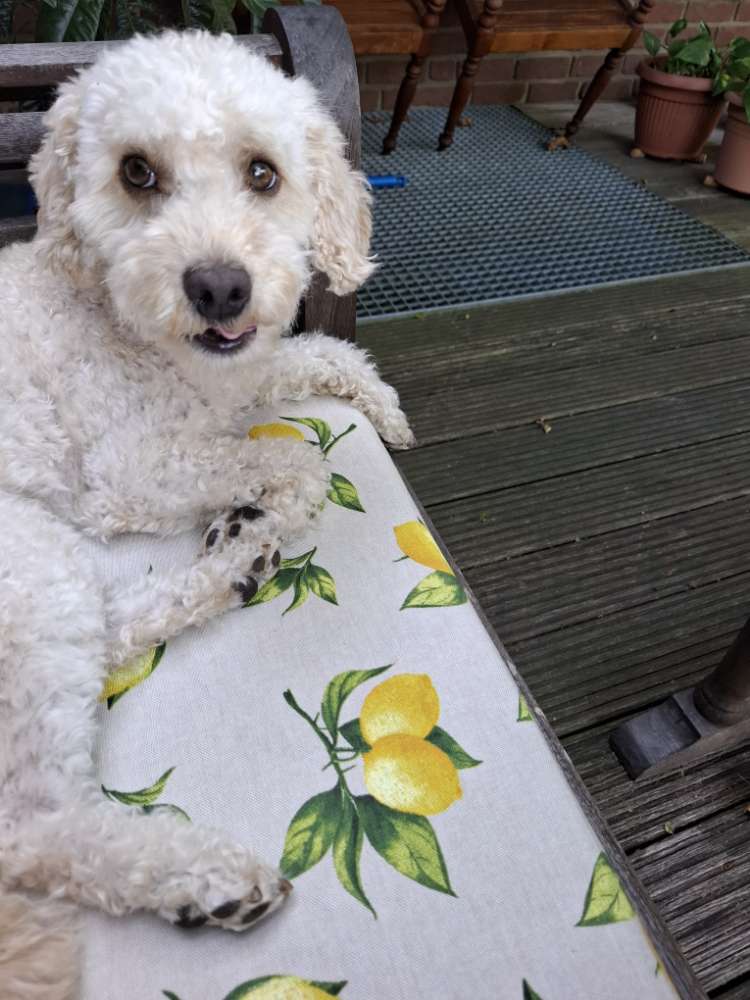 Hundetreffen-Treffen in NettetalLeuth-Profilbild