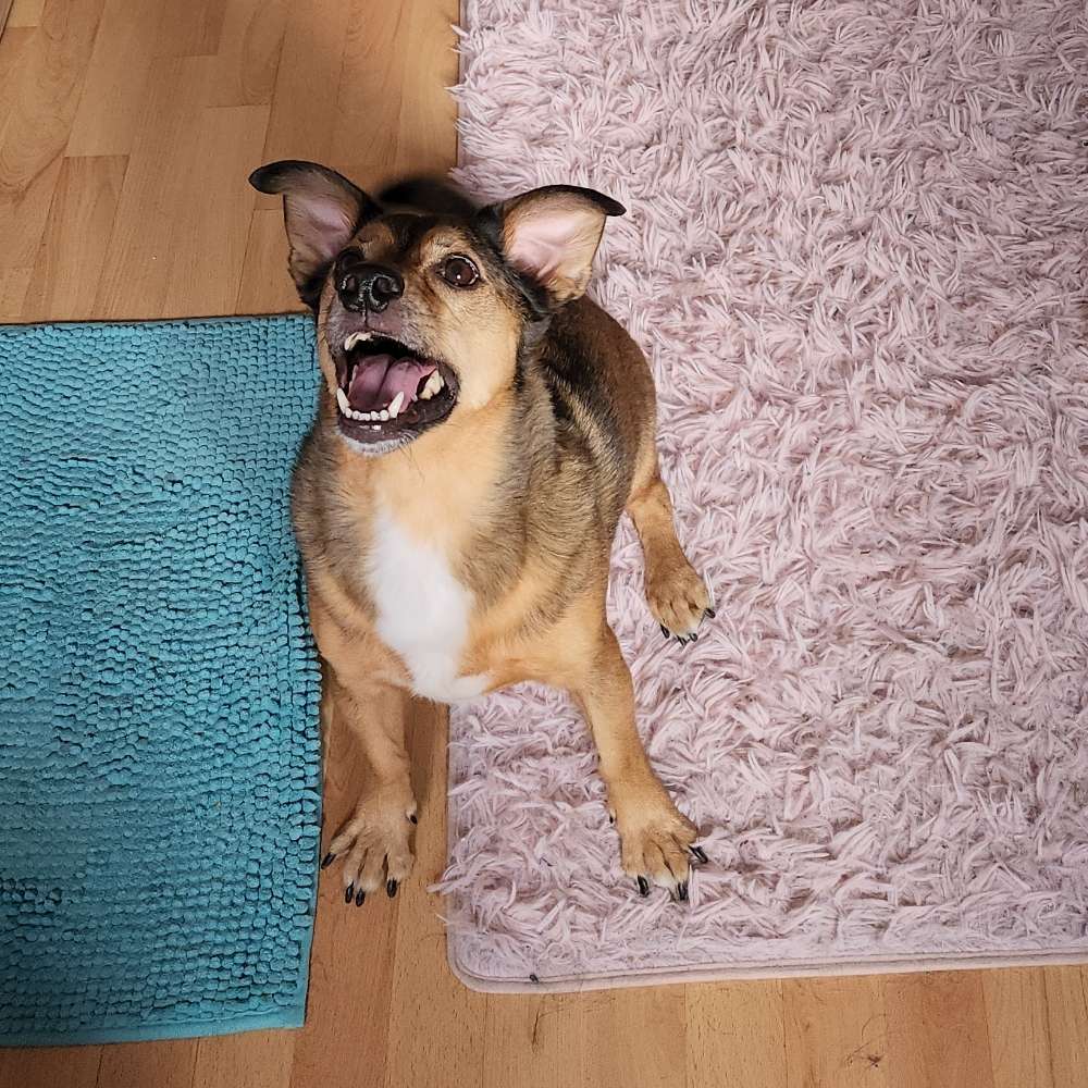 Hundetreffen-Freunde Kennenlernen-Profilbild