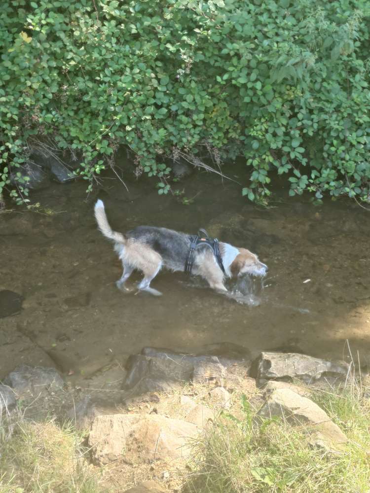 Hundetreffen-Social Walk-Profilbild