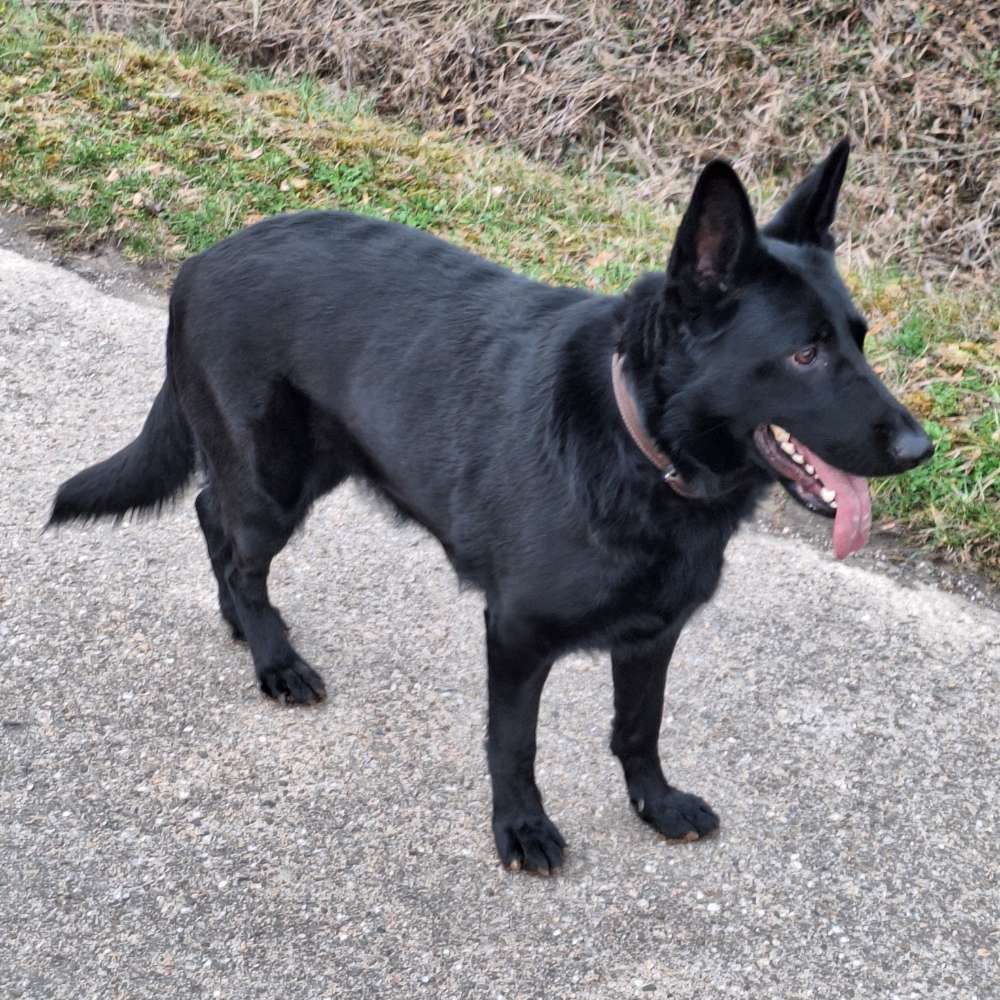 Hundetreffen-Hundebegegnungen in vaihingen Enz und Umgebung-Profilbild