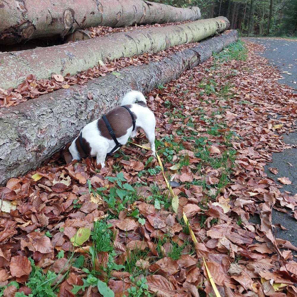 Hundetreffen-Social Training / Spaziergang-Profilbild