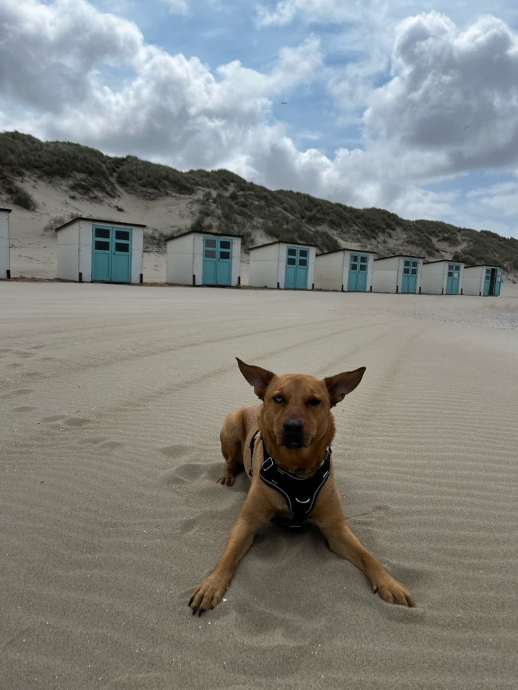 Hundetreffen-Spaziergang mit Spieleinheiten-Profilbild