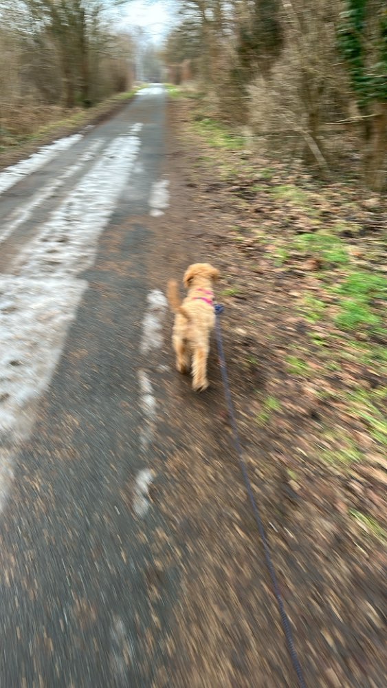 Hundetreffen-Querumer Forst-Profilbild