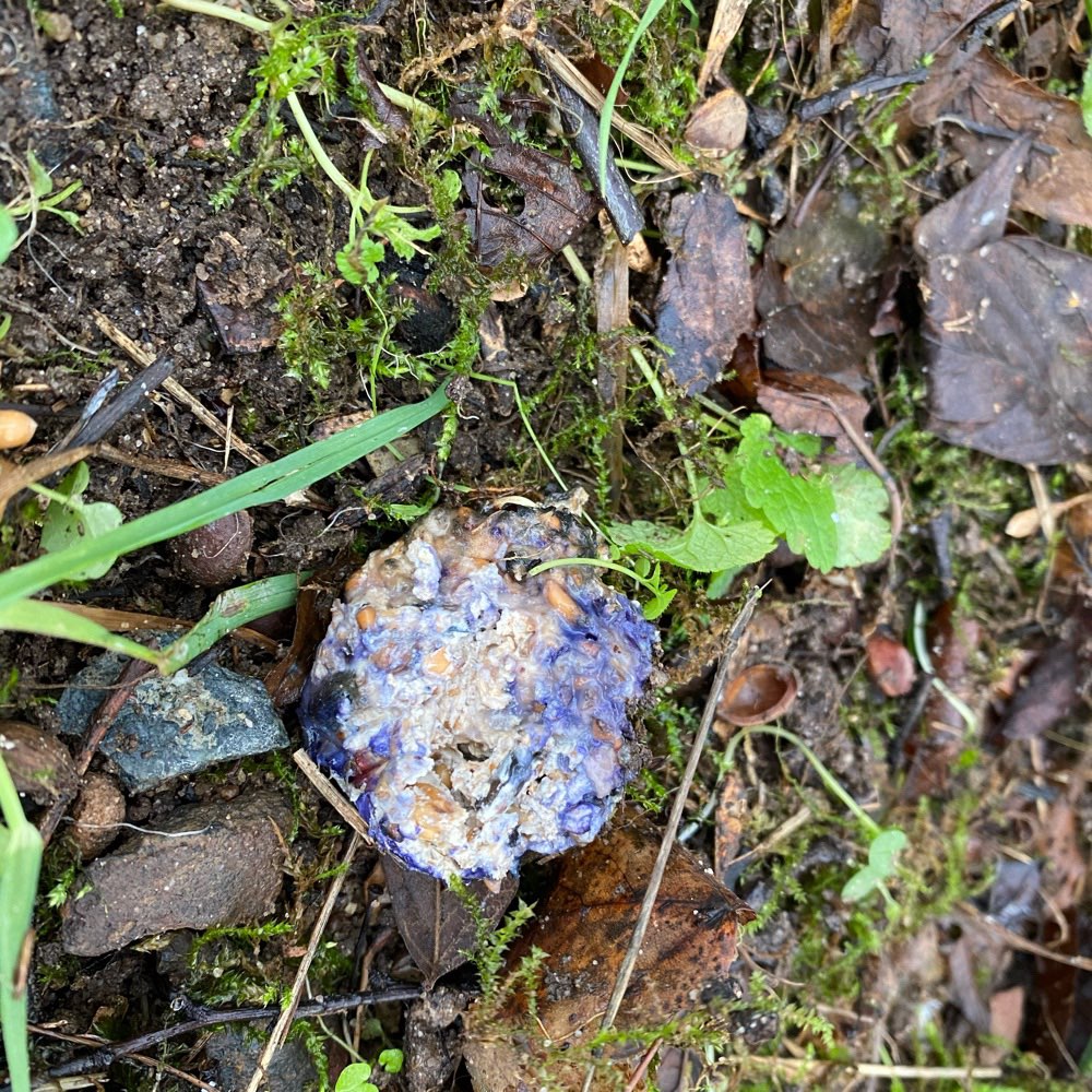 Giftköder-Vermute giftköder-Profilbild