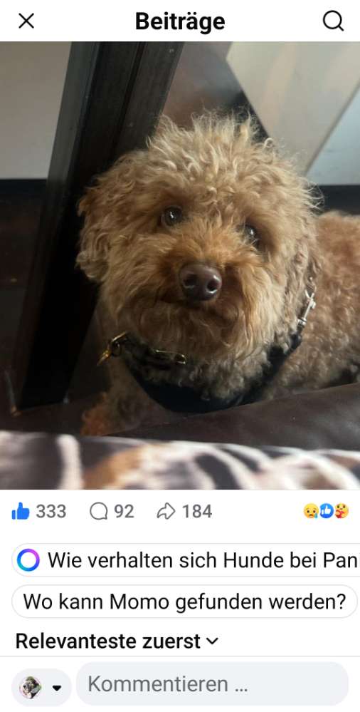 Suchmeldung-Momo-Profilbild