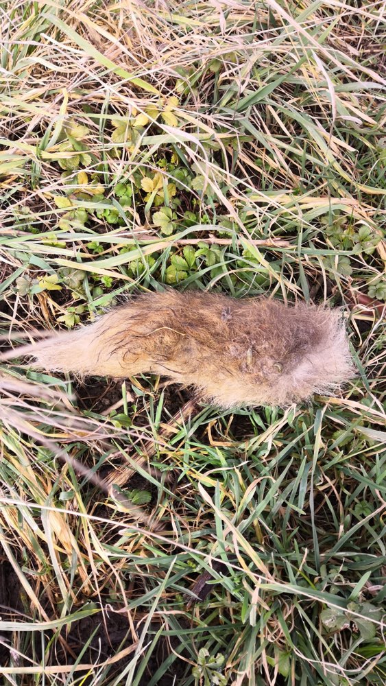 Giftköder-Abgetrennter Fuchsschwanz (?)-Profilbild