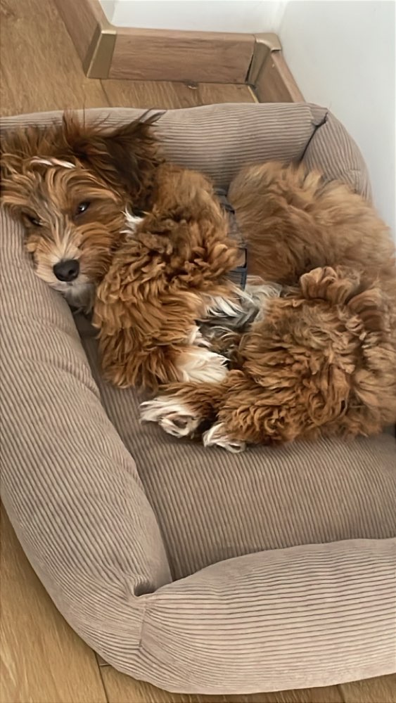 Hundetreffen-Welpentreffen Duisburg-Profilbild