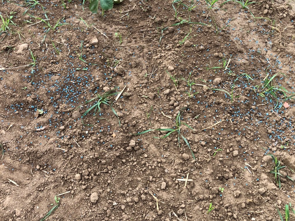 Giftköder-Blaukorn auf dem neuen Erdbeerfeld!-Profilbild