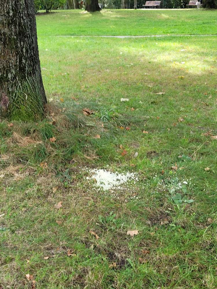 Giftköder-Giftköder-Profilbild