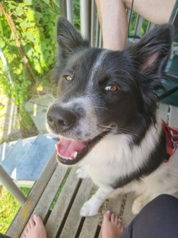 Hundetreffen-Gemeinsames Gassigehen-Profilbild