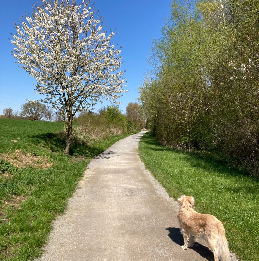 Hundetreffen-Spaziergang-Profilbild
