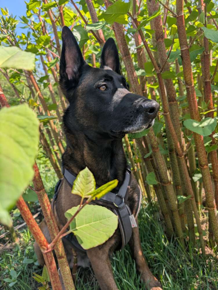 Hund zwischen/ neben grünen Ästen Banner