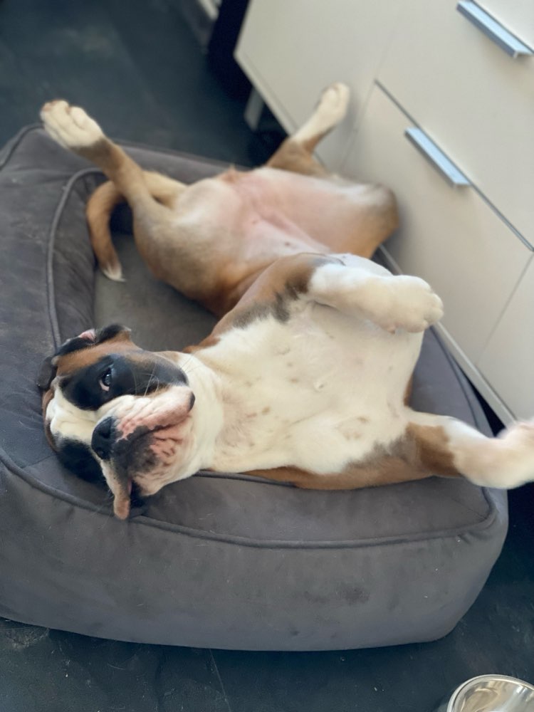 Hundetreffen-Boxer in St. Pölten und Umgebung-Profilbild