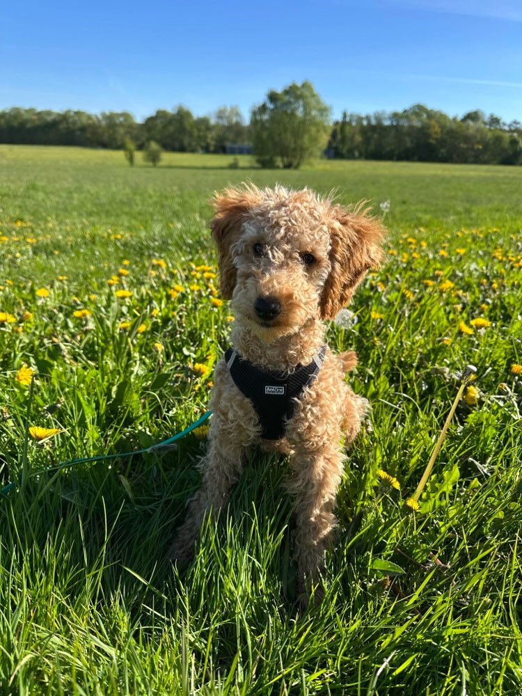Hundetreffen-Spazieren und Trainieren 🐶-Profilbild