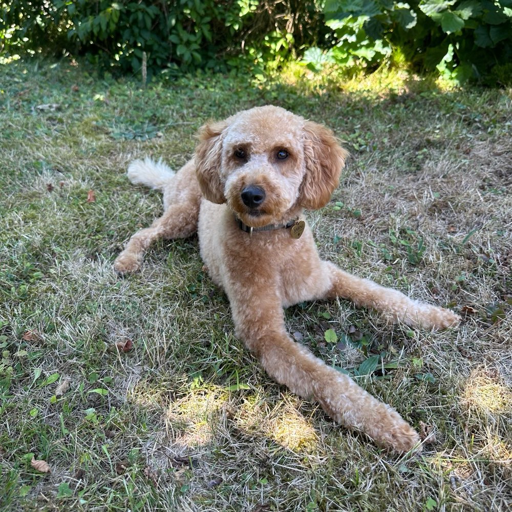Hundetreffen-Spazieren und Trainieren 🐶-Profilbild