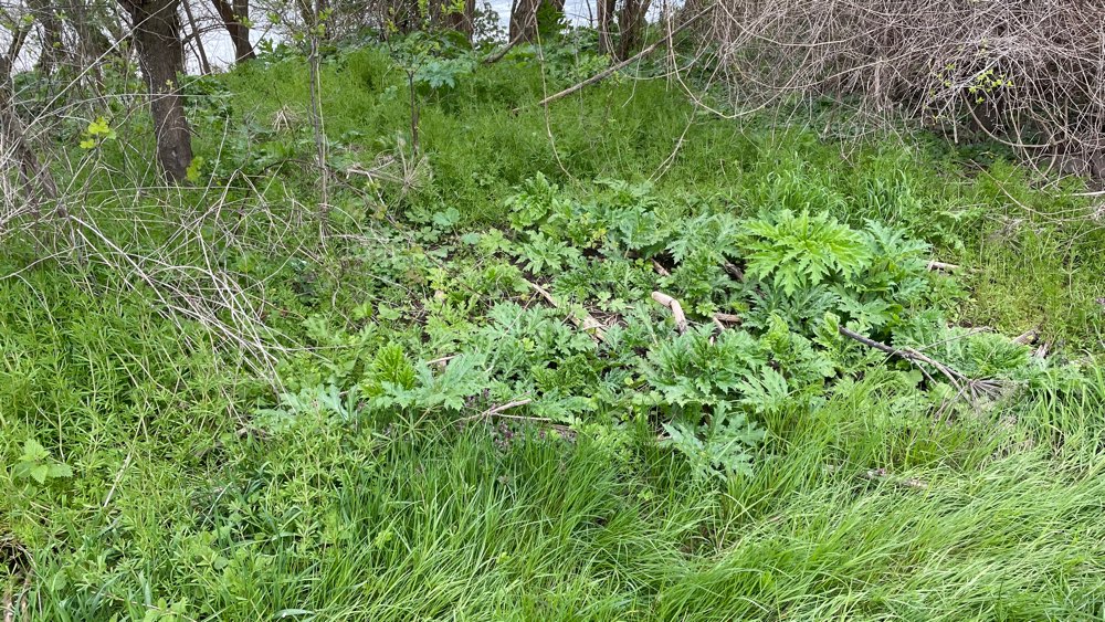 Giftköder-Riesenbärenklau-Profilbild