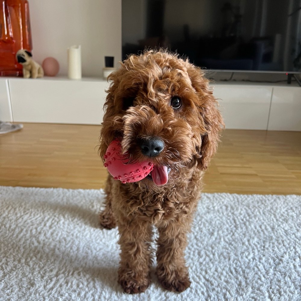 Hundetreffen-Spielzeit, Gassi gehen-Profilbild