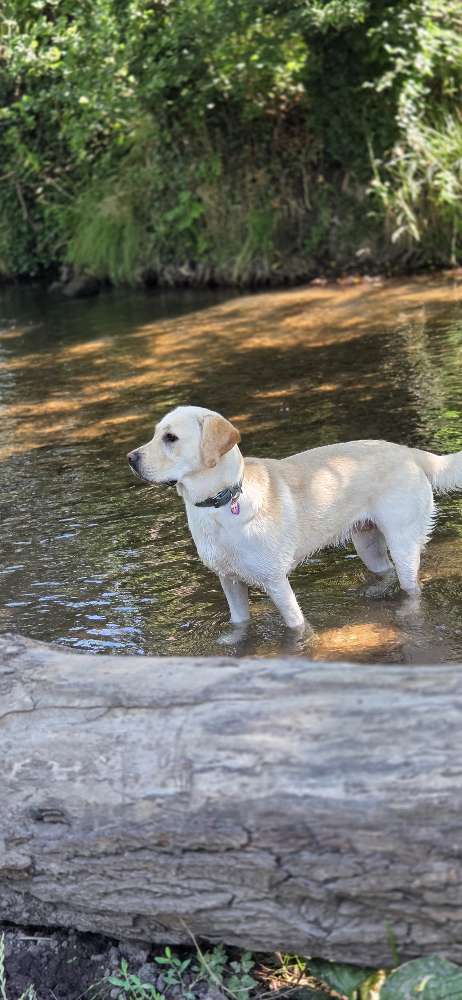 Hundetreffen-Therapiehundetreffen zum Gassi gehen und Austauschen-Profilbild