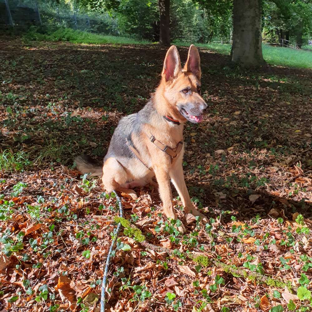 Hundetreffen-Socializing und Trainingsbuddy Raum Kessenich gesucht-Profilbild