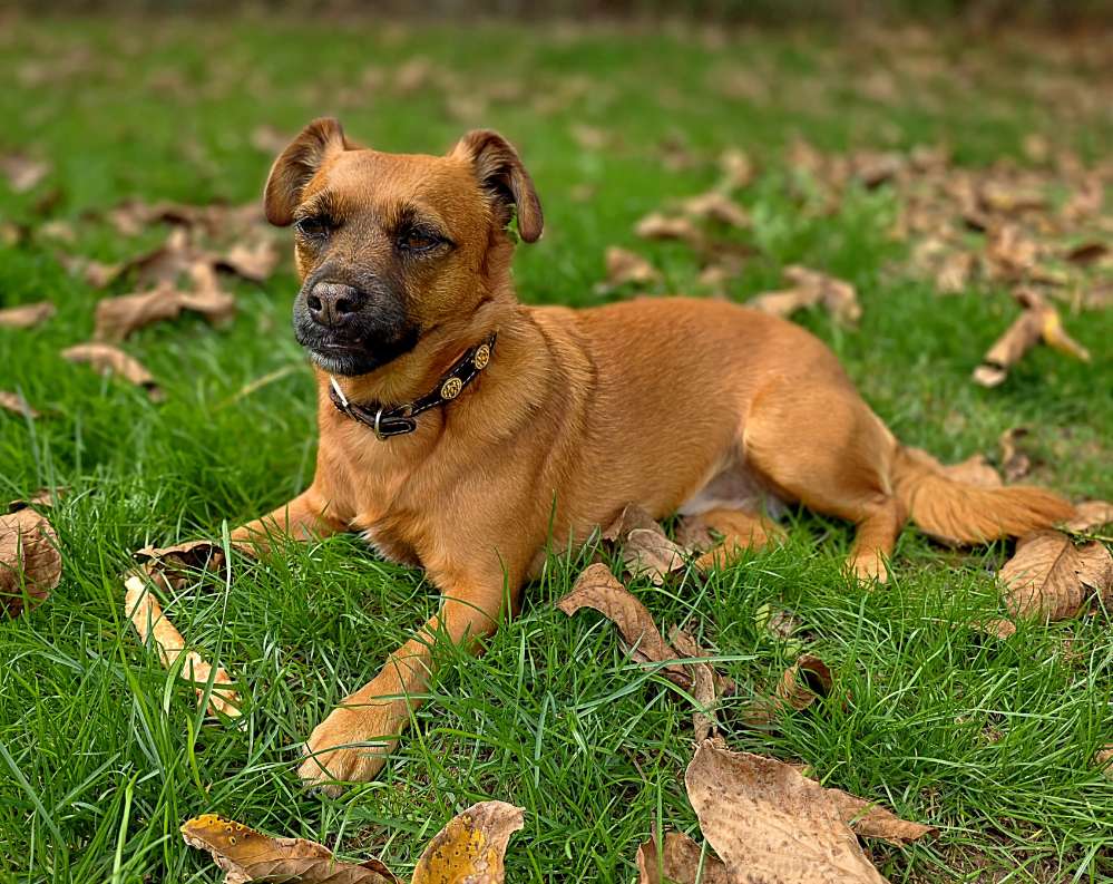 Hundetreffen-Hundetreffen-Profilbild