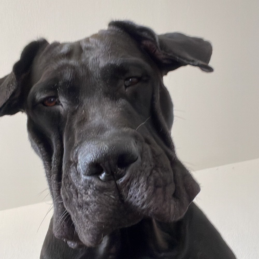 Hundetreffen-Impuls Training & Spielen lassen-Profilbild