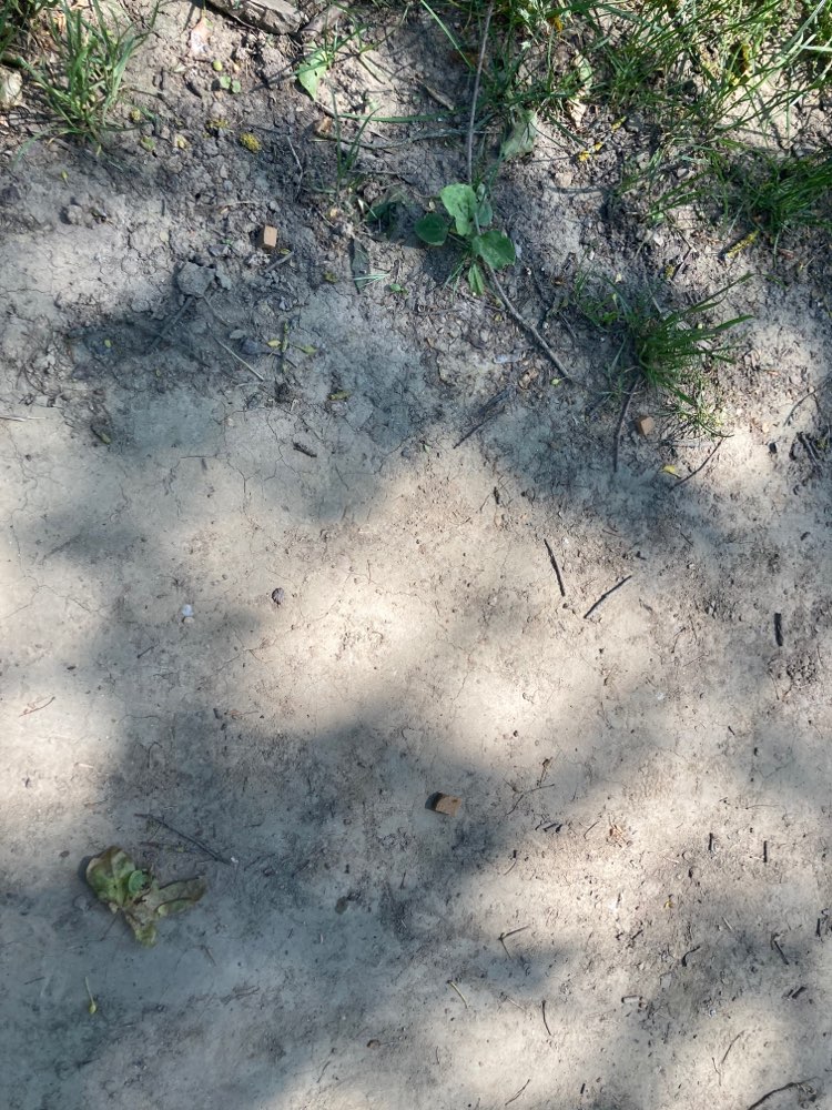 Giftköder-Fleischstücke im Steinbruch gefunden-Profilbild