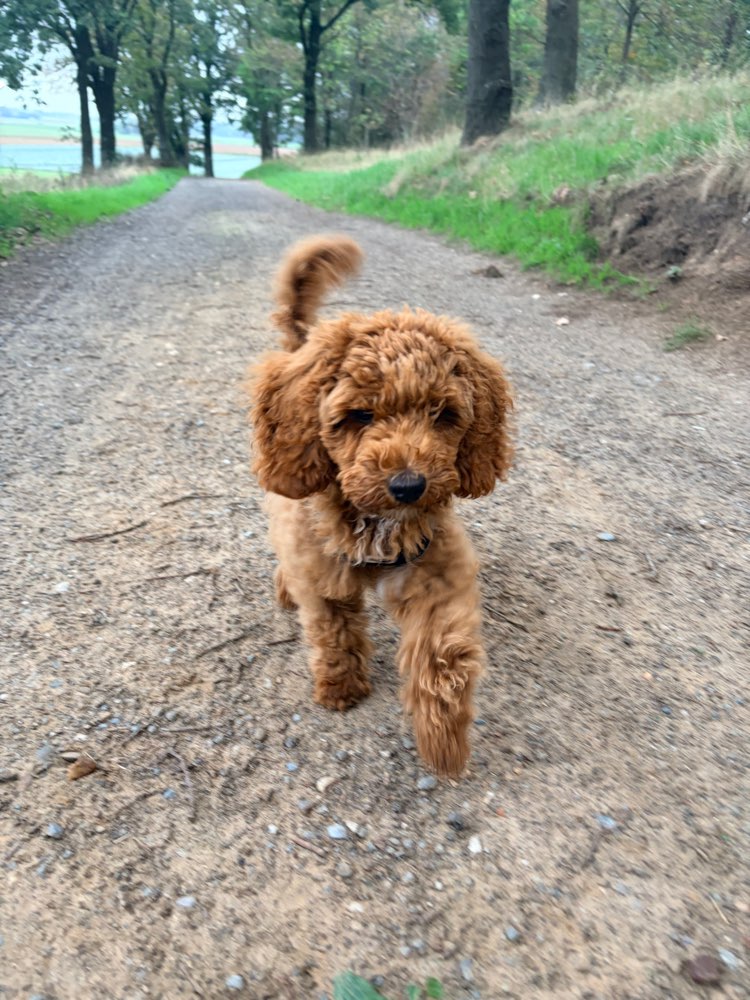 Hundetreffen-Zwergpudel Junghund sucht Spielkameraden-Profilbild