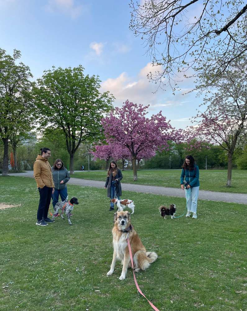 Hundetreffen-Social Walk Westpark Ostteil-Profilbild