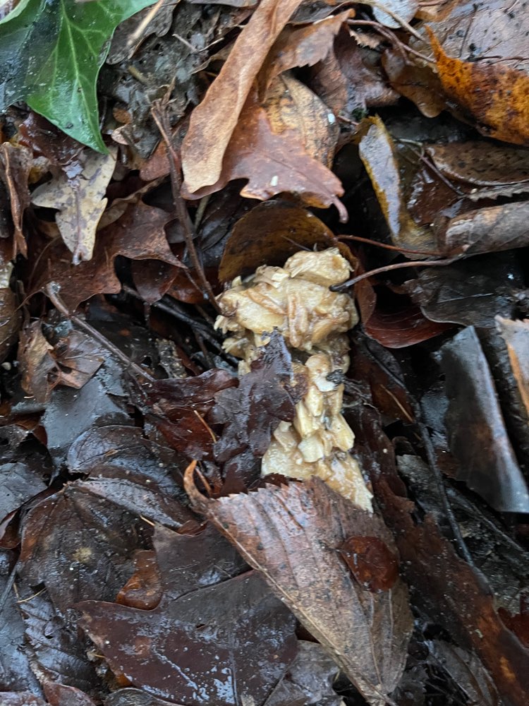 Giftköder-Möglicher Giftköder-Profilbild