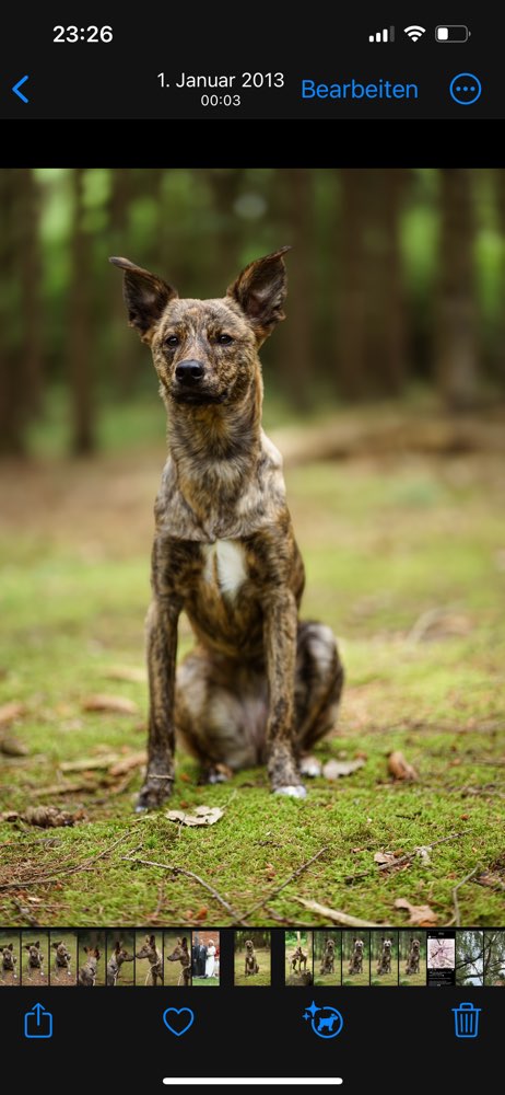 Hundetreffen-Treffen und wenn ihr habt, im eingezäunten Garten toben?-Profilbild