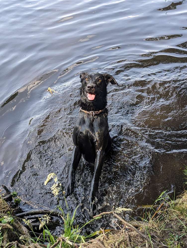 Hundetreffen-Gassigang Hundetreffen-Profilbild