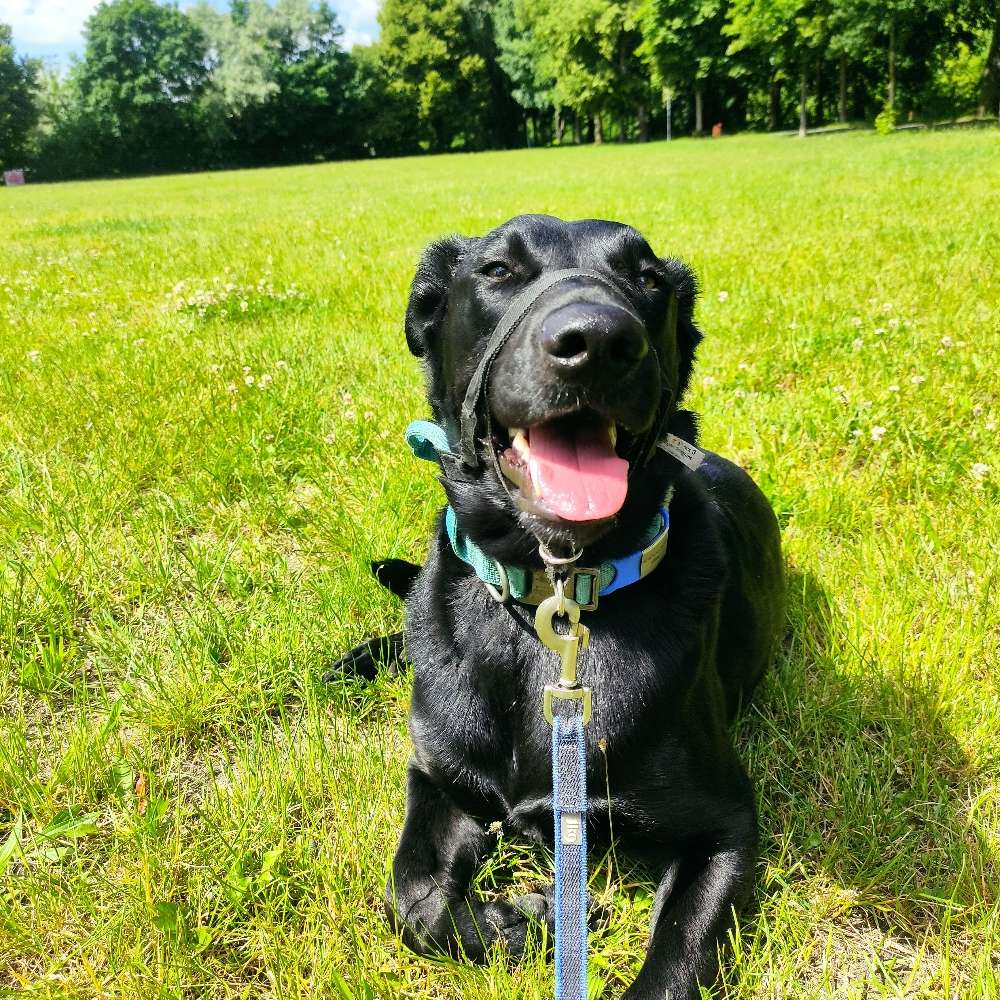 Hundetreffen-Toben, gemeinsame Gassigänge-Profilbild