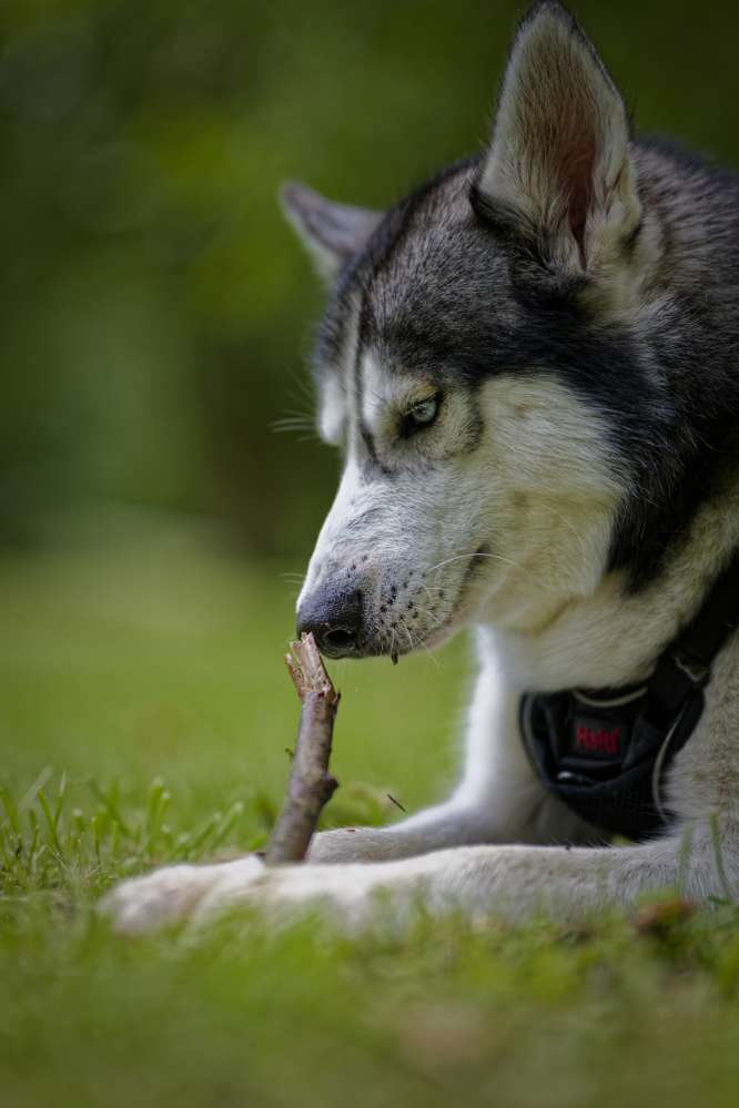 Hundetreffen-Lucky sucht einen Spielpartner oder Partnerin-Profilbild
