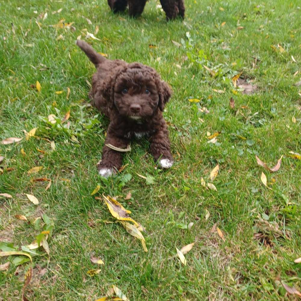 Hundetreffen-Welpentreffen in Kirchwerder-Profilbild