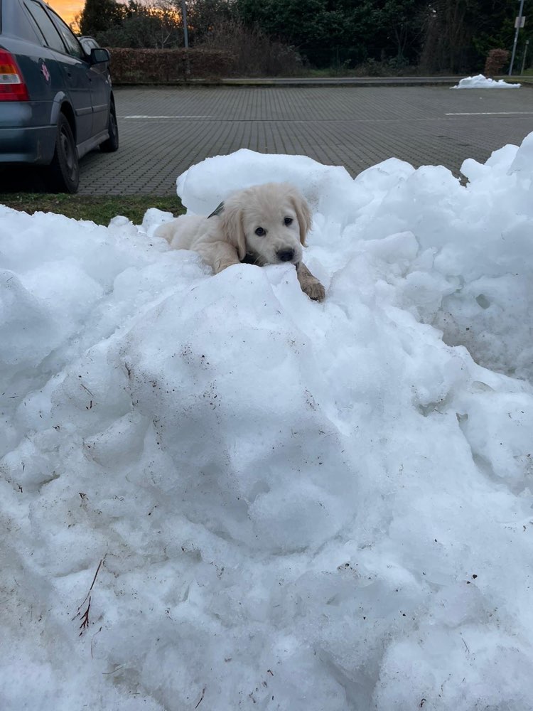 Hundetreffen-Welpen/Junghunde-Profilbild