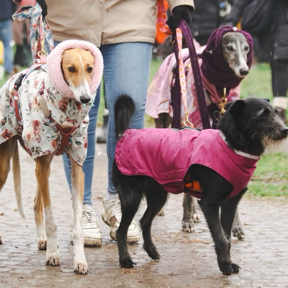 Hundetreffen-Gassi gehen oder Social Walks-Profilbild