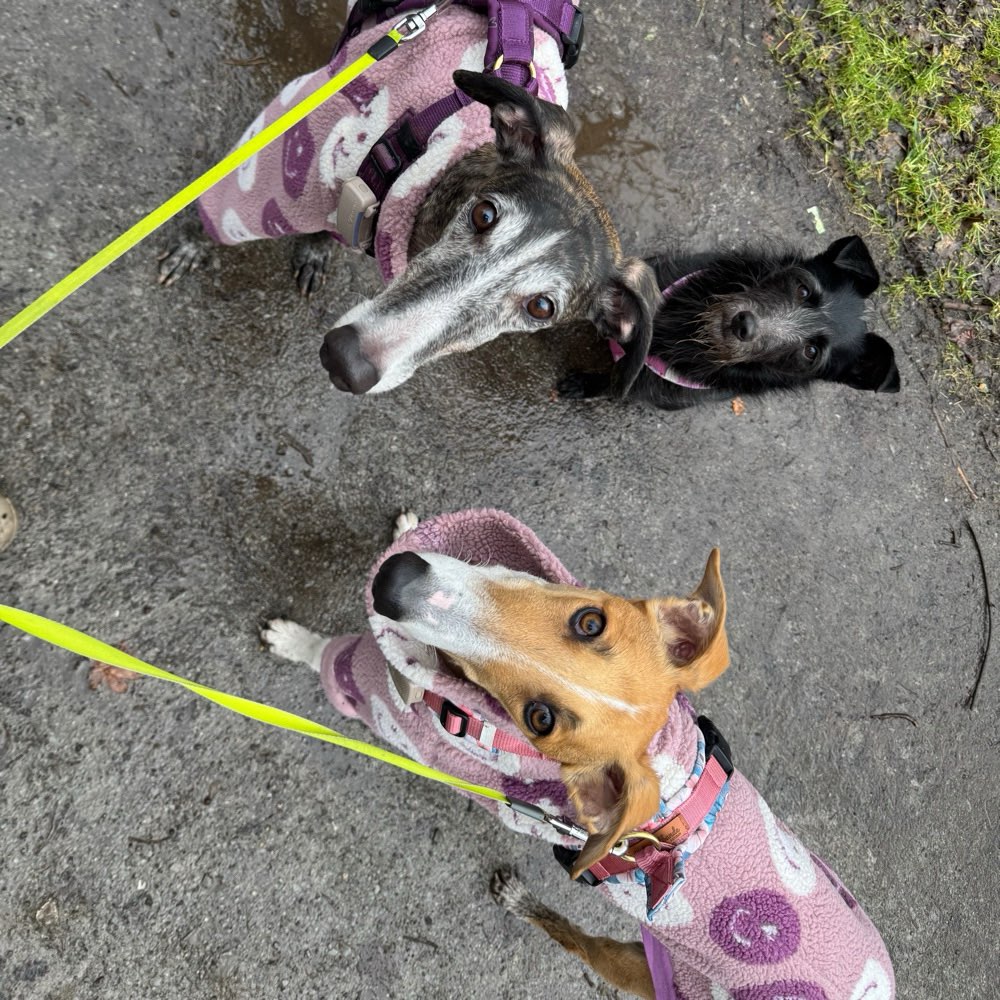 Hundetreffen-Gassi gehen oder Social Walks-Profilbild