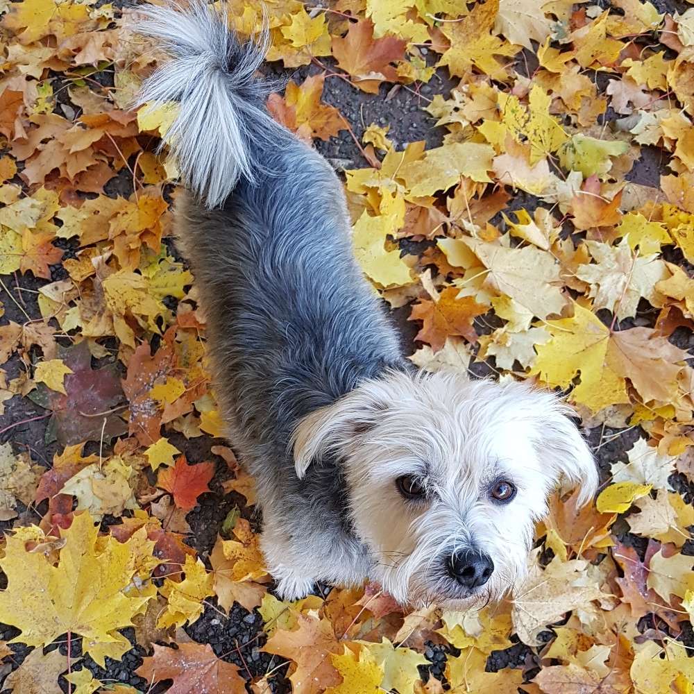 Hundetreffen-Gassi gehen in Sondershausen und Umgebung-Profilbild