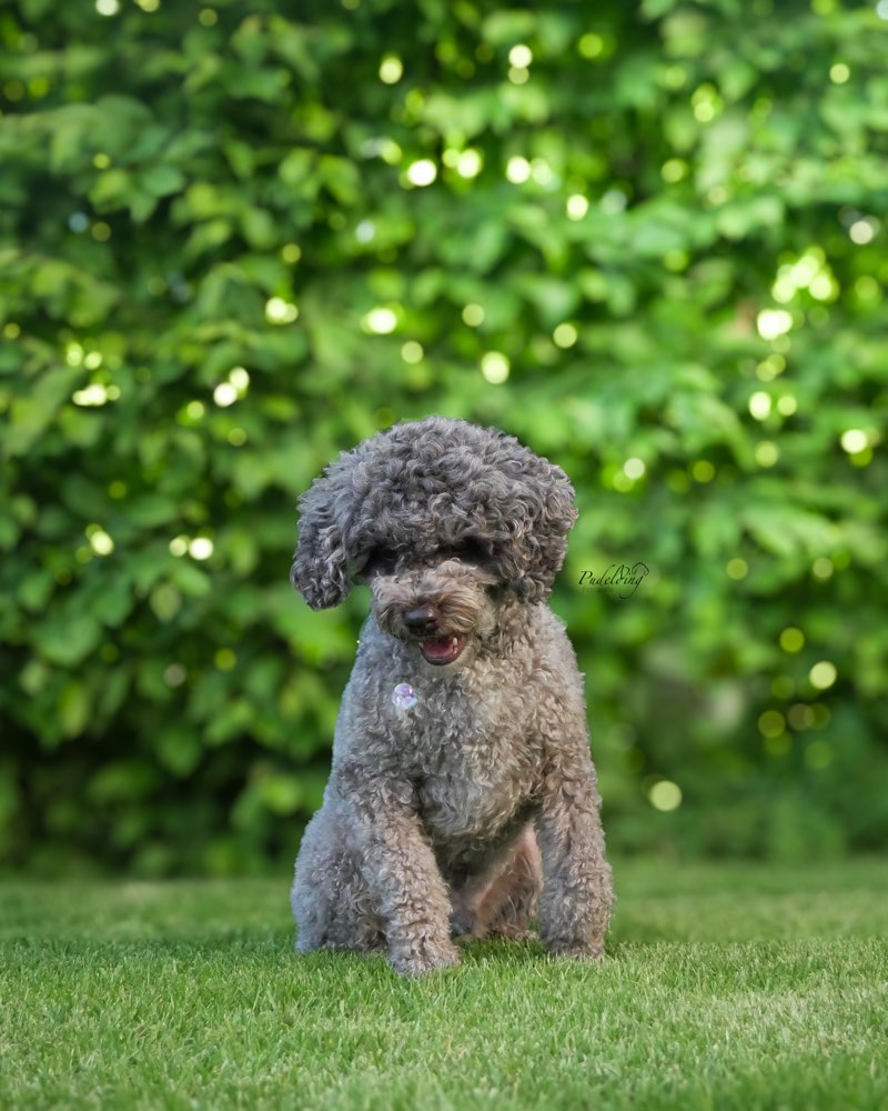 Hundetreffen-Üben-Profilbild