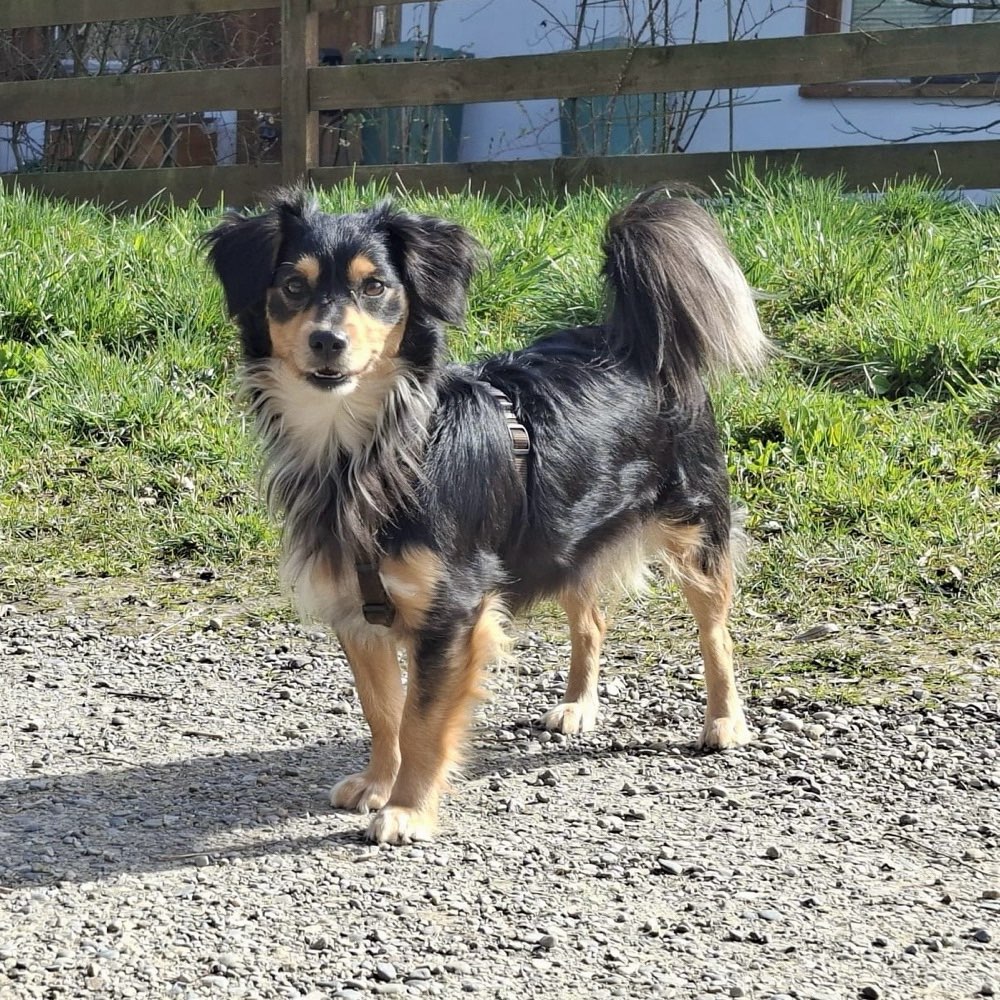 Hundetreffen-Elfie sucht neue Hundefreunde-Profilbild