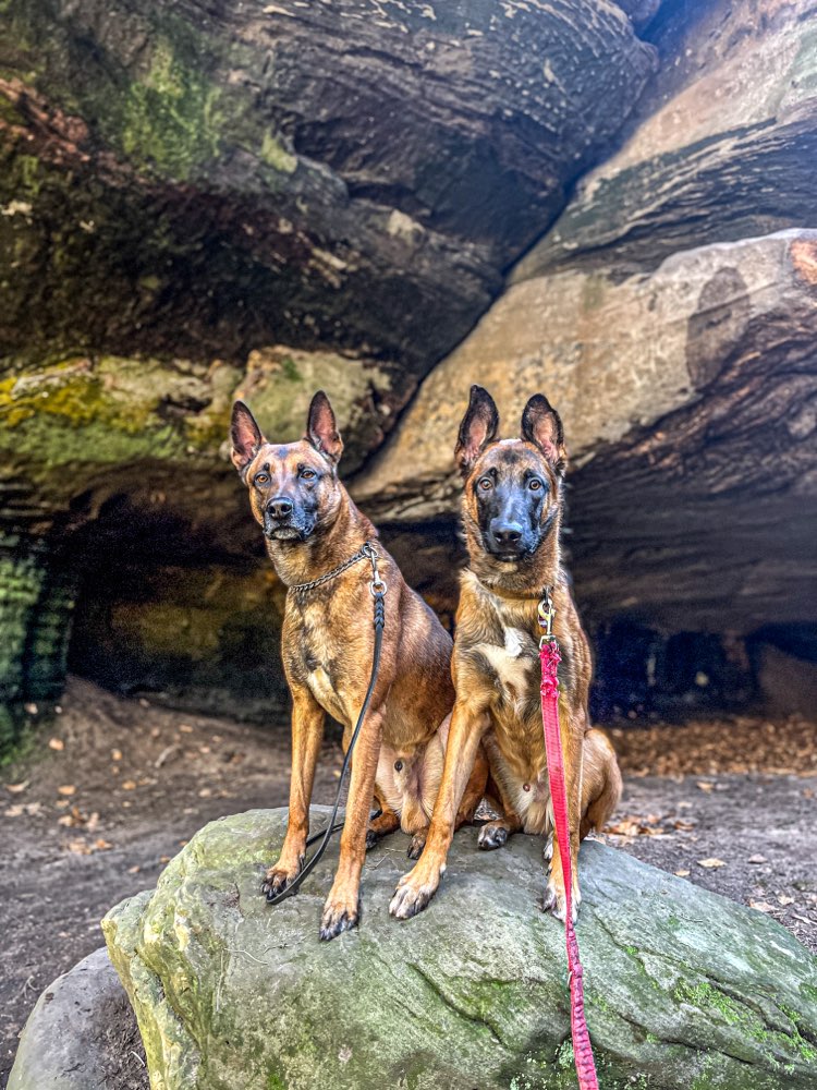 Hundetreffen-Gassirunde und Training-Profilbild