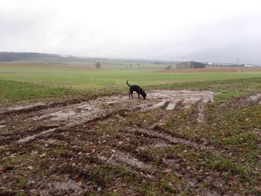 Hundetreffen-Große Gassirunde zum Spaß haben-Profilbild