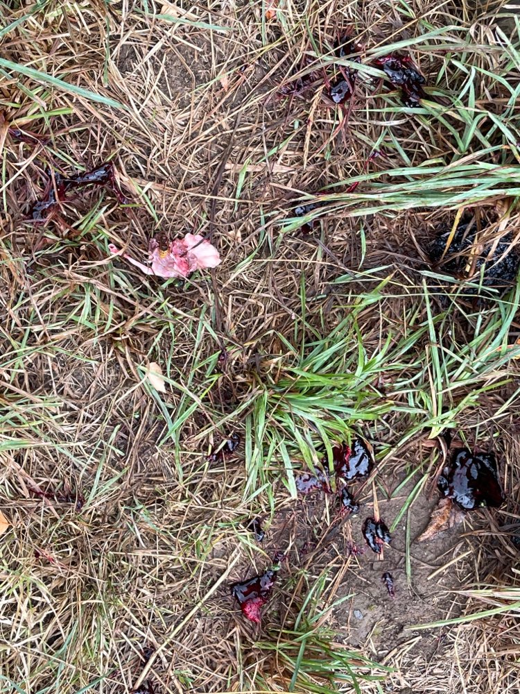 Giftköder-Innereien und Knochenstücke-Profilbild