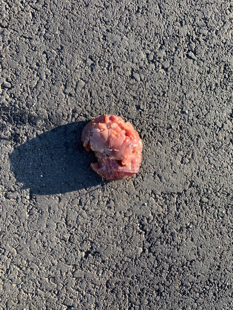 Giftköder-Fleischstück am Spielplatz-Profilbild