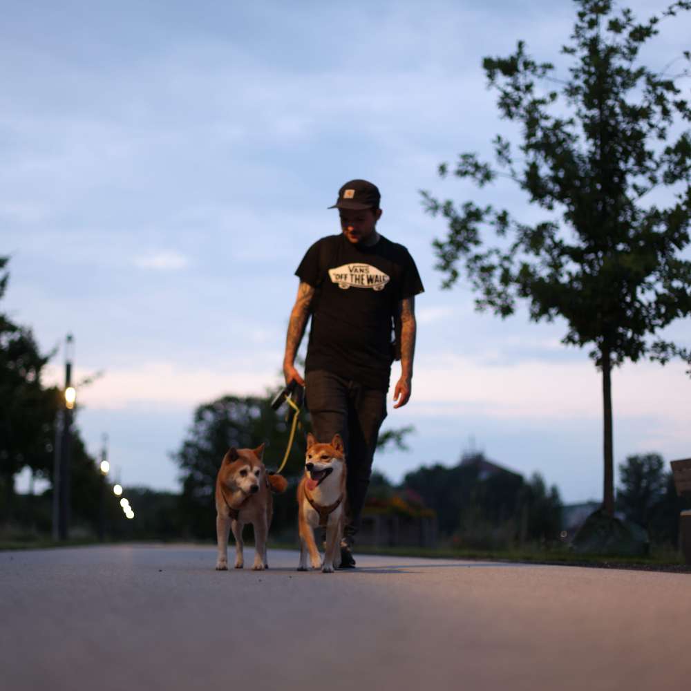 Hundetreffen-Gassirunde Mit Fotoshooting für die geliebten Vierbeiner-Profilbild